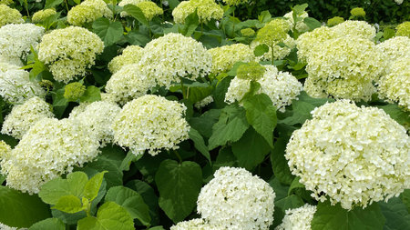 Beautiful hydrangea Annabelle white balls summer flowers in garden as background