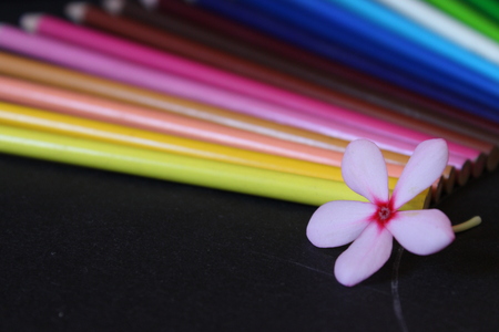 color pencil on black background with pink close up flowerの写真素材