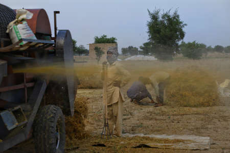 rajasthan,india.29april,2020, a farmer during harvesting crops in the field