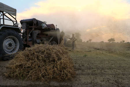 nohar,rajasthan 29 april 2020..Farmers taking out their crop from the threshing machine.のeditorial素材