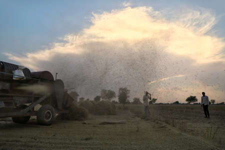 nohar,rajasthan 29 april 2020..Farmers taking out their crop from the threshing machine.のeditorial素材