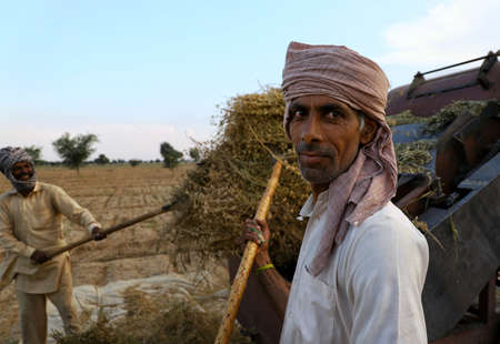 nohar,rajasthan 29 april 2020.Unidentified farmers working in the  field in indiaのeditorial素材