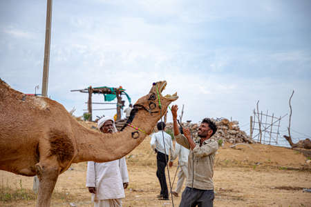 portrait of a rajasthani boy wearing white turban with its camel.のeditorial素材