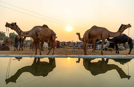 silhouette of a folk musician performing on sand dunes,with sunset at background,at pushkar camel festivalのeditorial素材