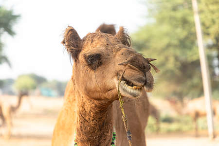 camel at pushkar camel festivalの写真素材