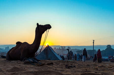 a herd of camel is arrived with his owner.のeditorial素材