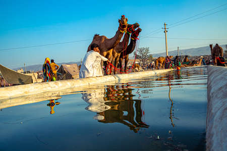 reflection of camel in water,they are coming here to drink water and blue sky is in the background.のeditorial素材
