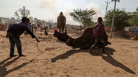a man goes with his camel and goat at pushkar camel festival.
