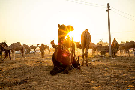 cows are lined up in a row next to the railway track.