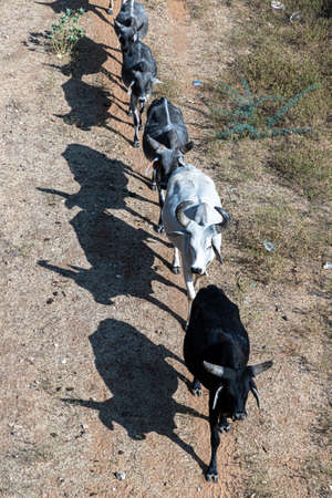 cows are lined up in a row,making pattern of straight line.の写真素材