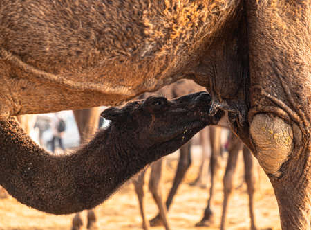 new born baby camel drinking milk.farmers and traders from all over the rajasthan flock the annual...