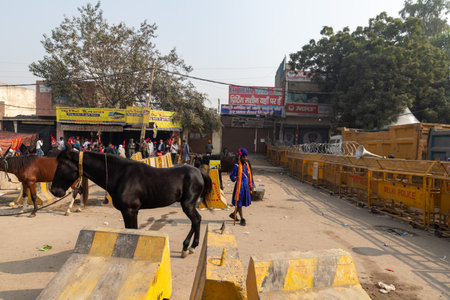 portrait of a nihang sikh with its horse at delhi border,they are protesting against new farm law passed by indian government.のeditorial素材