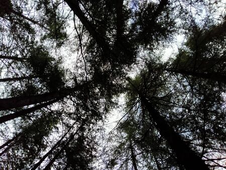 Deep dark Himalayan forest outdoor landscapeの写真素材