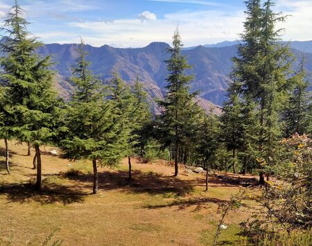 Outdoor landscape view of the Himalayan region forest and green plant with under the skyの写真素材