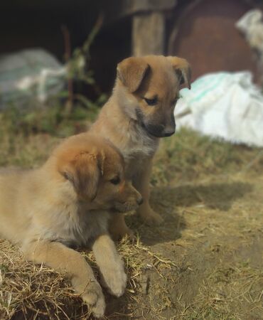 Two little cute dog injoying the sun bath under the skyの写真素材