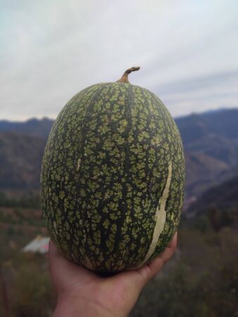 Beautiful watermelon in the Himalayan region under the skyの写真素材