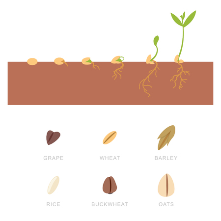 Seed germination and grains: buckwheat, wheat, oats, grapes, rice and barley. Vector set of flat icons isolated on white background.のイラスト素材