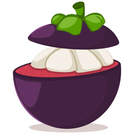 Mangosteen tropical exotic fruit. Cartoon vector flat icon isolated on white background.のイラスト素材