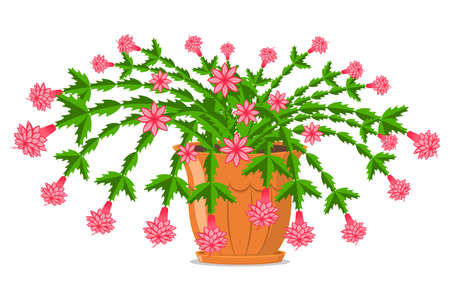 Blooming Christmas cactus in a pot. Vector cartoon illustration isolated on white background.のイラスト素材
