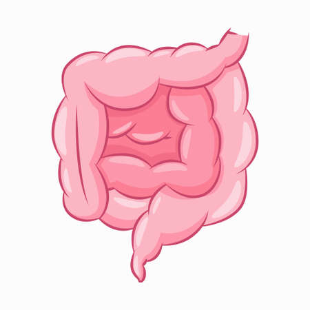 Human intestine vector cartoon illustration of gut isolated on a white background.のイラスト素材