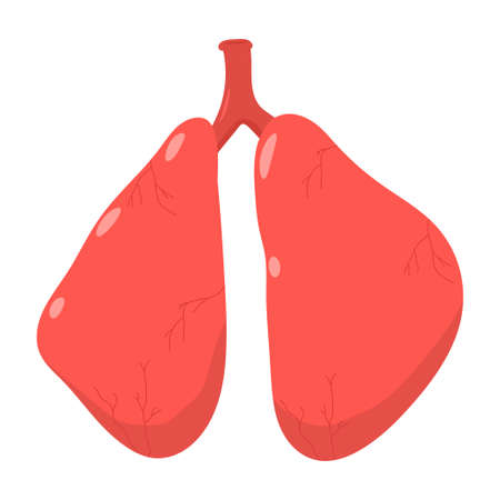 Human lungs vector cartoon illustration isolated on a white background.のイラスト素材