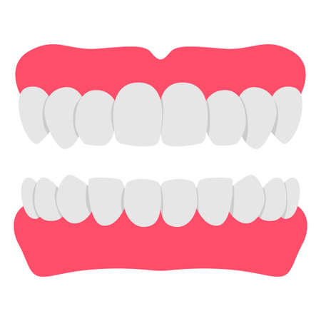 Denture teeth vector cartoon illustration isolated on a white background.