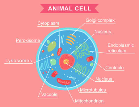 Animal cell anatomy vector cartoon illustration isolated on background.のイラスト素材
