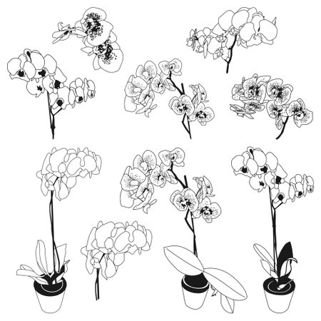 Orchid flower vector set isolated on a white background.のイラスト素材