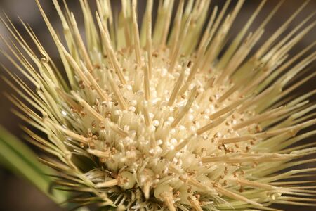 Flora of Angolaの写真素材