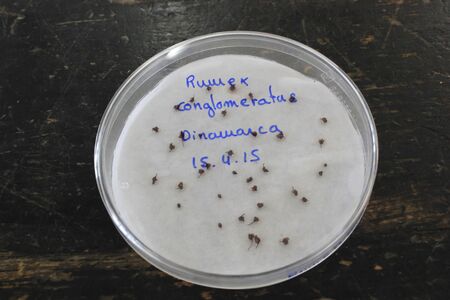 Germination test in botanical laboratory, Spain.