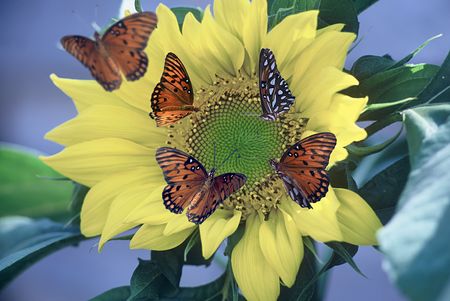 A Sunflower with Several Butterflies