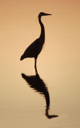 great white heron silhouetted on a golden skyの写真素材
