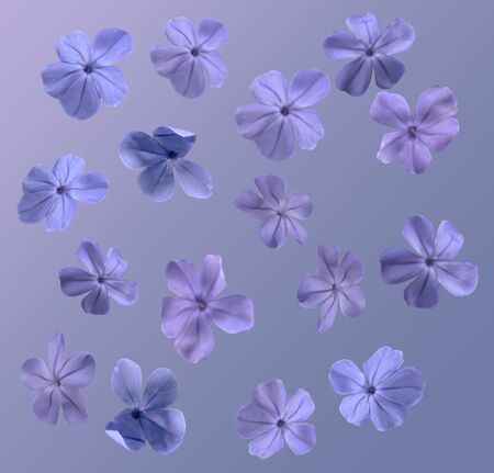 blue blossoms on ablue backroundの写真素材
