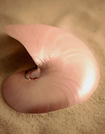 a sea shell laying on the sand