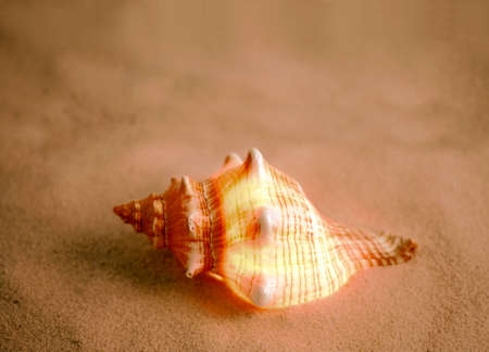 a sea shell laying in the sandの写真素材