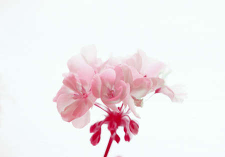 geranium blossom on white back with special lightingの写真素材