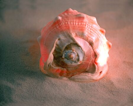 sea shell on the sand