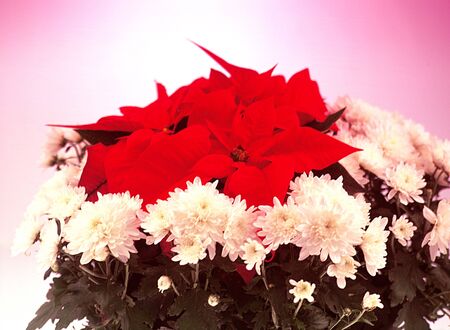 Poinsetta and Munspotted plant of mums and poinsetta on a spotted lihted backround of white and rednature,flowers,flower, mun,muns,poinsettia,holidiays,holiiday,christmas,pedals,leavesの写真素材