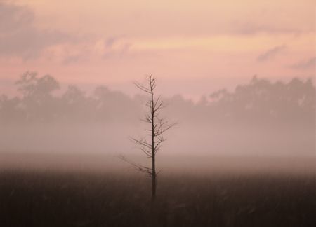 single dieing tree in the middle of the everglades at sunriseの写真素材