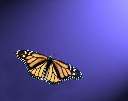 Monarch  butterfly  with spot lite from tthr upper rightの写真素材