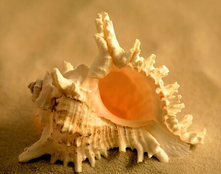 ses shell on the sandの写真素材