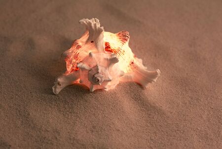 ses shell on the sandの写真素材