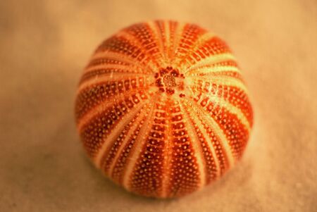 an english sea urchin laying on the sand