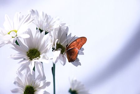 Butterfly on white daisiesの写真素材
