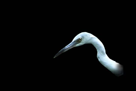 neck and head of a great white heron on a black backroundの写真素材