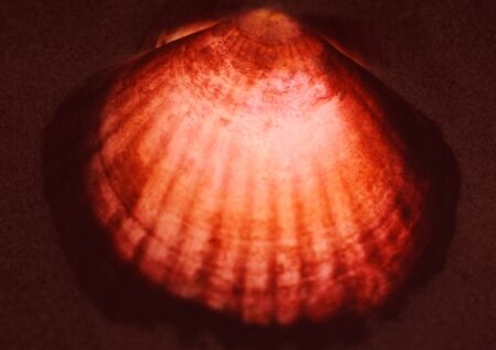 glowing lions paw sea shell laying on sand