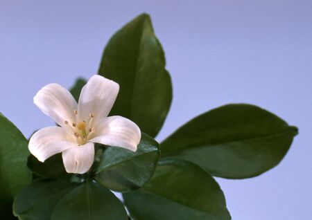 single white orange blossoms with green leafs