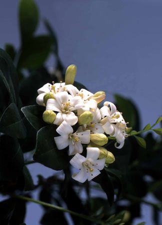 cluster of white orange blossoms with green leafs