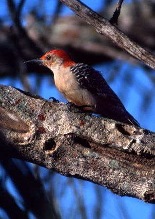 Red-bellied Woodpecker perched on a branch of a treeの写真素材