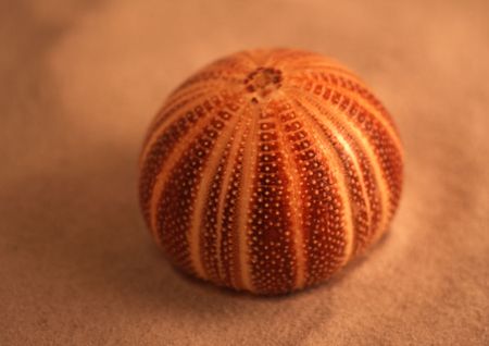 an English sea urchin laying on the sand